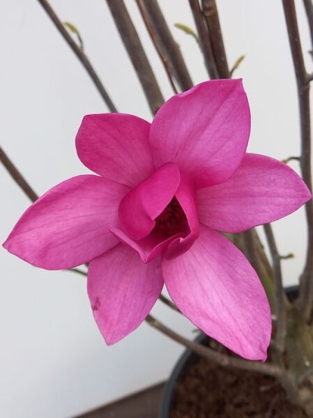 Tulpenmagnolie ’Pink Pyramid‘ / Magnolia ’Pink Pyramid‘