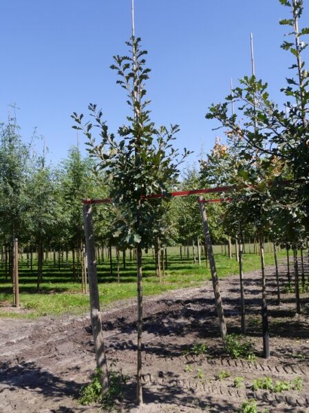 Klettenfrüchtige Eiche / Großfruchtige Eiche / Klettenfrüchtige Eiche / Großfruchtige Eiche