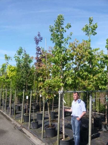 Baum-Hasel / Türkische Hasel / Corylus colurna