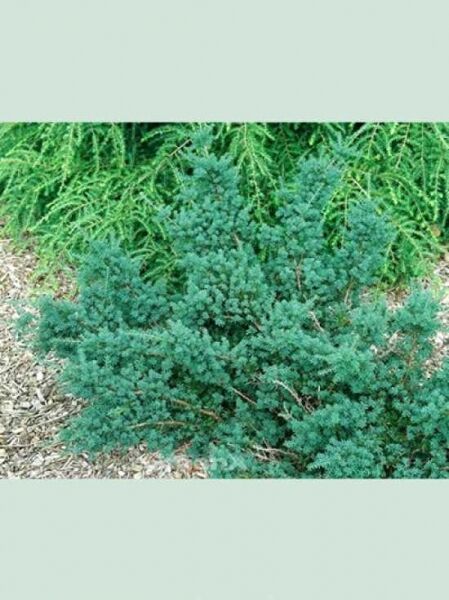Steineibe 'Blue Gem' / Podocarpus lawrencii 'Blue Gem'