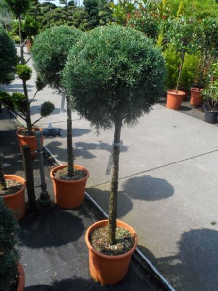 Blaue Arizona-Zypresse / Cupressus arizonica 'Glauca'