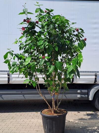 Gewürzstrauch &#039;Aphrodite&#039; 250-300 cm Schirmform / Calycanthus floridus &#039;Aphrodite&#039; (874248)