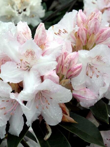 Rhododendron 'Candy Striped Pink' / Rhododendron Hybride 'Candy Striped Pink'