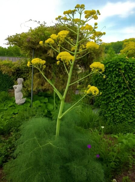 Ferula communis (Riesenfenchel) mit hohem, verzweigtem Stängel und gelben Doldenblüten im Gartenbeet.