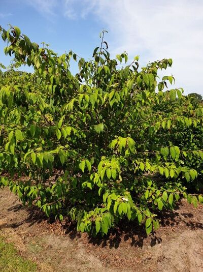 Japanischer Pyramiden-Schneeball 'Kilimandjaro ®' / Japanischer Pyramiden-Schneeball 'Kilimandjaro ®'