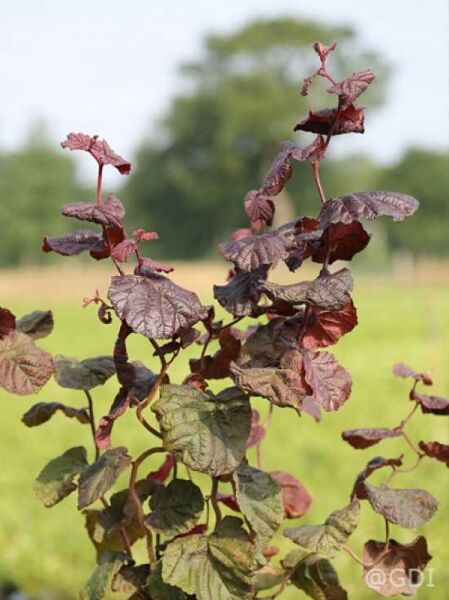 Blut-Korkenzieher-Hasel / Rotblättrige Korkenzieher-Hasel / Corylus avellana 'Red Majestic ®'