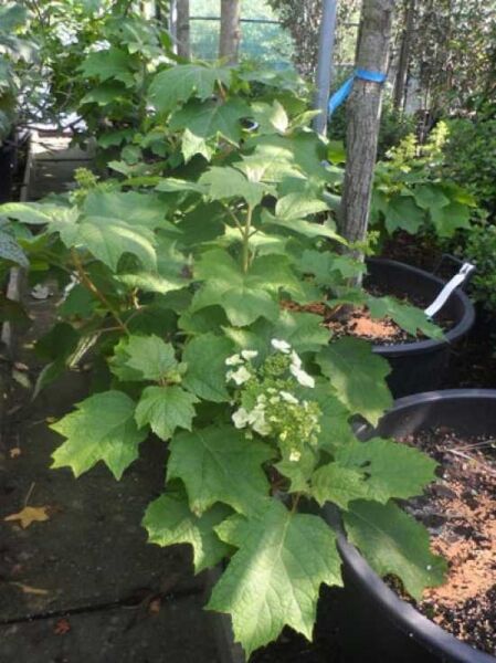 Eichblättrige Hortensie (Hydrangea quercifolia) 40-60 cm C7 im Topf, grünes Laub mit weißen Blütenständen.