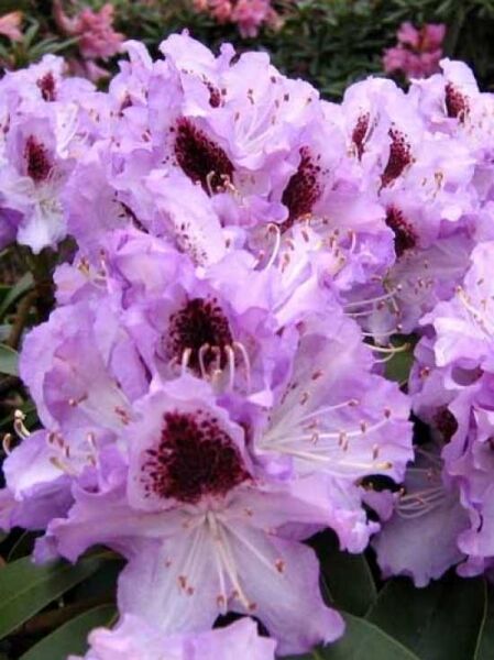 Rhododendron Hybride 'INKARHO Blue Peter' / Rhododendron 'INKARHO Blue Peter'