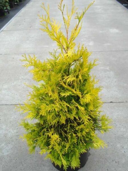 Thuja occidentalis 'Sunkist' / Lebensbaum 'Sunkist'