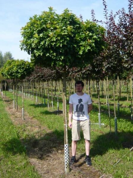 Quercus palustris 'Green Dwarf' (Kugelsumpfeiche 'Green Dwarf') als Hochstamm mit kugeliger Krone im Feld.