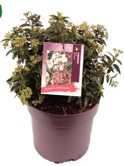 Mittelmeer-Schneeball 'Eve Price' / Viburnum tinus 'Eve Price'