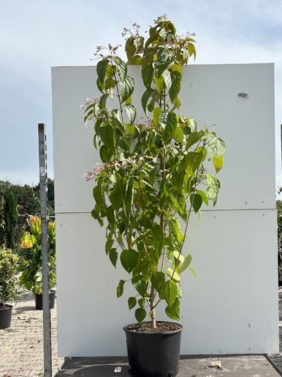 Clerodendrum trichotomum (Chinesischer Losbaum) 175-200 cm C20 im Topf, schlanker Stamm mit grünen Blättern und Blütenständen.