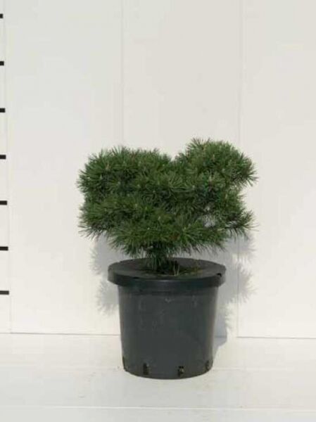 Pinus mugo 'Mops' / Kugel-Kiefer 'Mops'