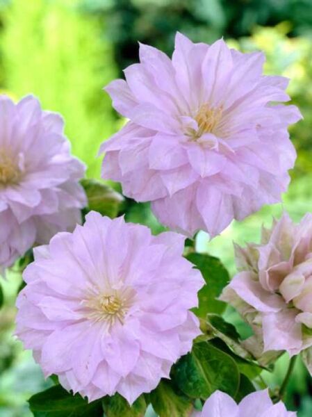 Clematis Hybride 'Belle of Woking' / Waldrebe 'Belle of Woking'