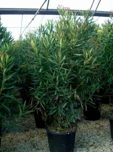 Nerium oleander (Oleander/Rosenlorbeer) im Topf, ca. 175–200 cm, C90, buschiger Wuchs mit schmalen grünen Blättern