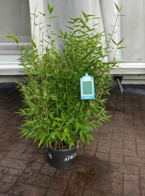 Bambus Fargesia / Gartenbambus gnstig in Top-Baumschulqualitt kaufen