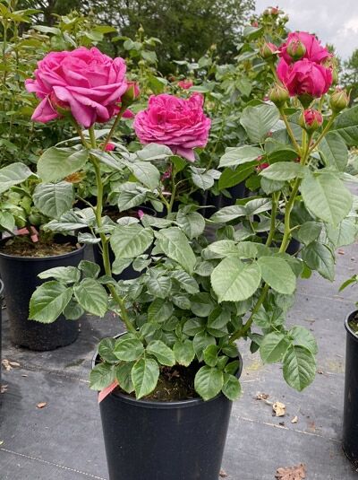 Edelrose 'Anuschka' / Edelrose 'Anuschka'