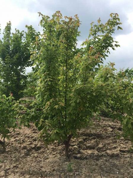 Zimt-Ahorn / Acer griseum