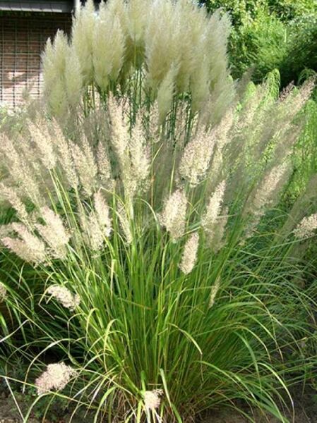 Diamant Reitgras / Calamagrostis brachytricha / Stipa brachytricha