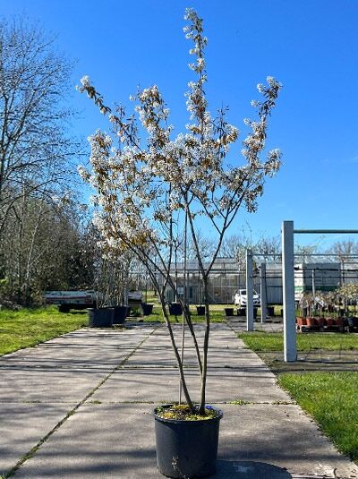 Kupfer-Felsenbirne 200 - 250 cm Schirmform / Amelanchier lamarckii (1567296)