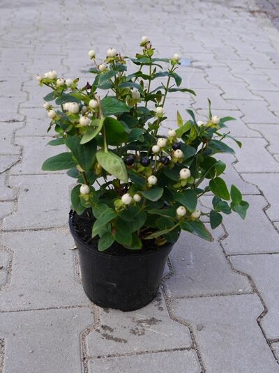 Johanniskraut 'Miracle Blizz' / Johanniskraut 'Miracle Blizz'