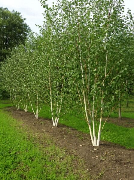 Weißrindige Himalaja-Birke (Betula utilis jacquemontii) mehrstämmig, 400–450 cm, mit weißen Stämmen und grünem Laub.
