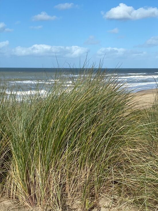 Gräser Für Kübel Ammophila Arenaria (Strandhafer) Kaufen P9 | Heijnen Pflanzen Rasensamen Sonne Trocken