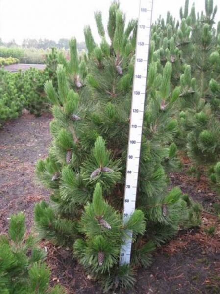 Pinus heldreichii (Schlangenhaut-Kiefer), Solitär 150–175 cm mit Ballen, immergrüne Kiefer mit langen Nadeln und Zapfen