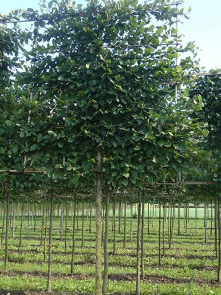 Carpinus betulus (Hainbuche/Weißbuche) Hochstamm-Spalier, Baum mit geradem Stamm und dichtem, rechteckig erzogenem Laubspalier.