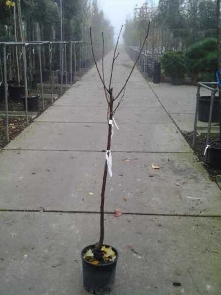 Diospyros kaki (Kakipflaume) Halbstamm 6–8 StU im schwarzen Topf, junger Baum mit geradem Stamm und kahlen Zweigen.