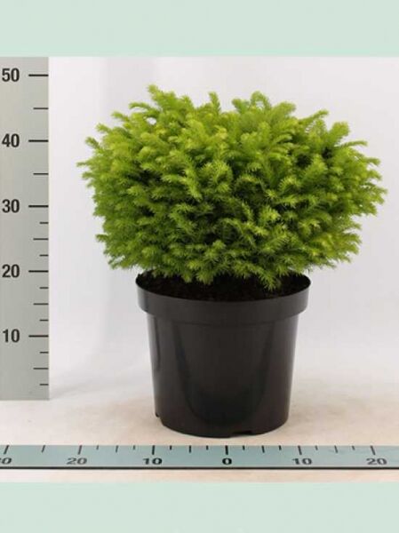Serbische Kugel-Fichte 'Karel' / Picea omorika 'Karel'