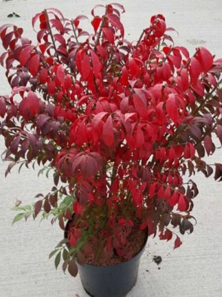 Niedriger Korkspindelstrauch 'Compactus' / Euonymus alatus 'Compactus'