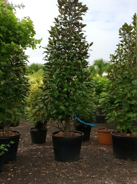 Magnolia grandiflora 'Galissonière' / Großblütige Magnolie 'Galissonière' 250-300 cm C90 als immergrüner Baum im Container.