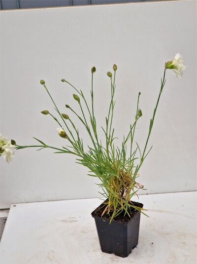 Garten-Feder-Nelke 'Mrs. Sinkins' (Dianthus plumarius) im Topf P9 mit schmalem Laub und weißen, gefransten Blütenknospen.
