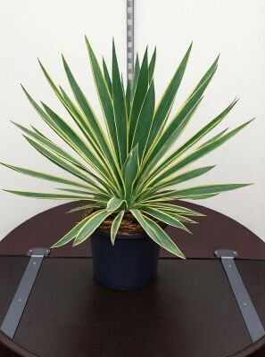 Gelbbunte Kerzen-Palmlilie - Yucca gloriosa 'Variegata' - Baumschule  NewGarden