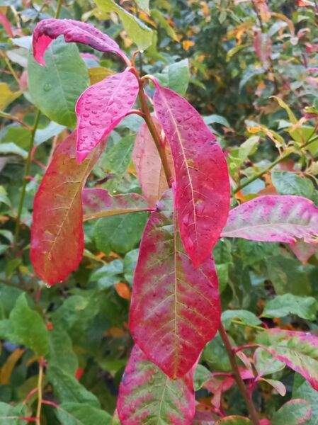 Nymphenbaum / Wald-Tupelobaum / Schwarzer Topelobaum / Nyssa sylvatica 'Wildfire'