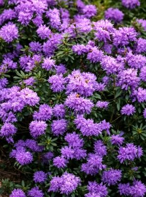 rhododendron williamsianum gartendirektor glocker Gartendirektor Glocker main image 1