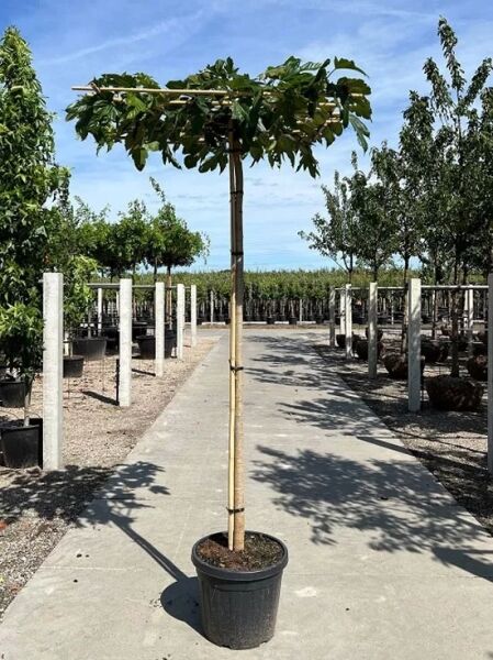 Morus nigra (Schwarzer Maulbeerbaum) als Dachspalier/Dachform im Container, Stamm mit waagerechtem Kronendach und grünem Laub.