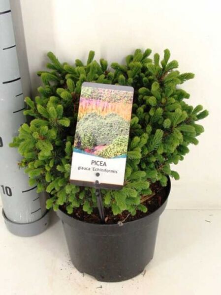 Blaue Igel-Fichte 'Echiniformis' / Picea glauca 'Echiniformis'