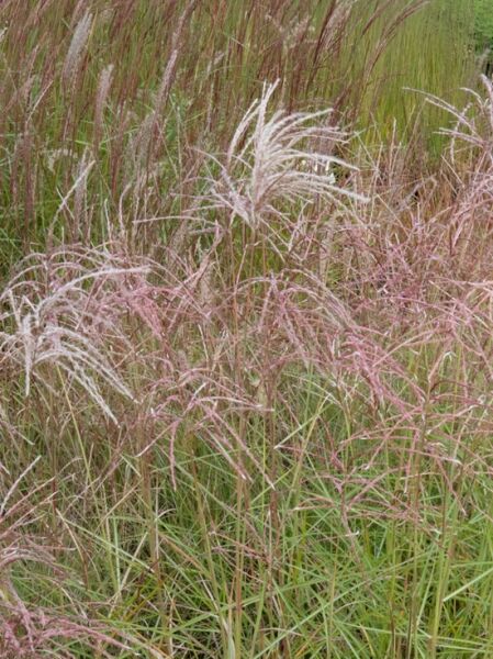 Miscanthus sinensis 'Pink Cloud' / Chinaschilf 'Pink Cloud'