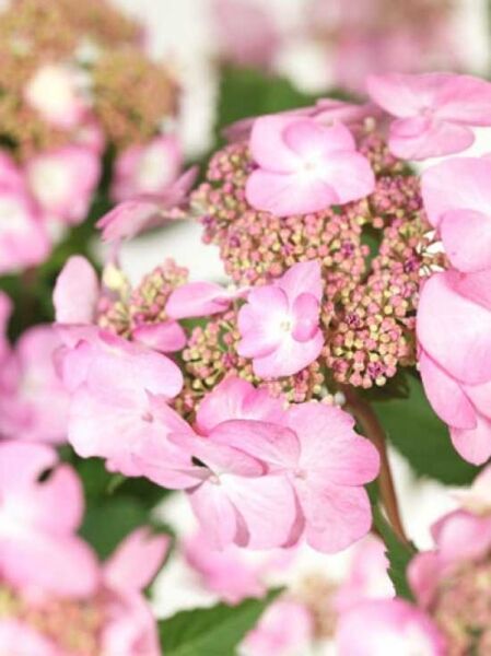 Teller-Hortensie Endless Summer 'Twist-n-Shout ®' / Hydrangea macrophylla Endless Summer 'Twist-n-Shout ®'