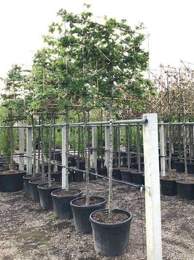 Rot-Buche / 'Hochstamm-Spalier' H:120 B:150 T:10 (Stamm 180 cm) / Fagus sylvatica