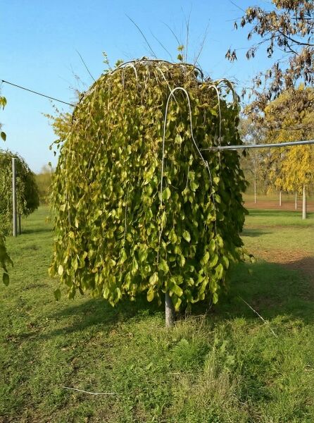 Morus alba 'Pendula' / Hängender weißer Maulbeerbaum 'Pendula' Hochstamm mit überhängender Krone und grünen Blättern