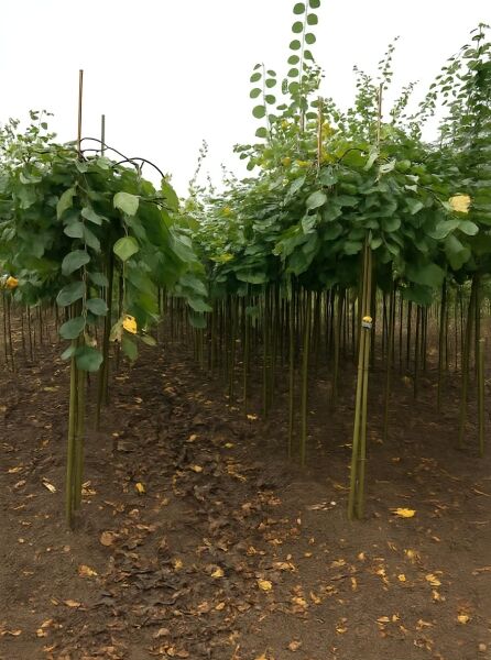 Ulmus glabra 'Pendula' (Hänge-Ulme, Lauben-Ulme) Hochstamm 14-16 StU mit Drahtballen, hängende Krone mit grünem Laub