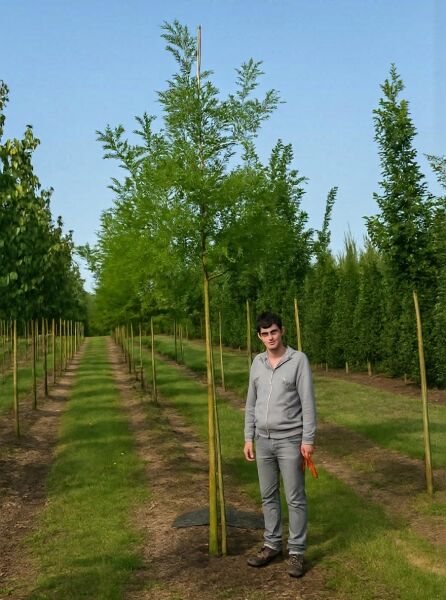 Sophora japonica 'Regent' / Schnurbaum 'Regent' Hochstamm 14-16 StU mit Drahtballen, aufgeastet, mit Stützpfählen