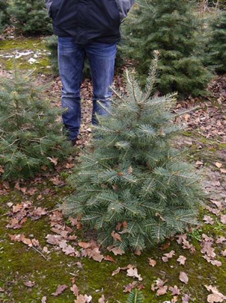 Abies concolor / Kolorado-Tanne