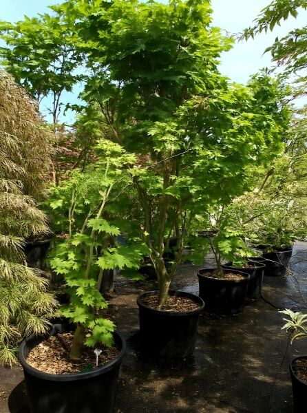 Weinblättriger Japan-Ahorn (Acer japonicum 'Vitifolium') im Container C240, ca. 250–300 cm, mehrstämmig mit grünem Laub.