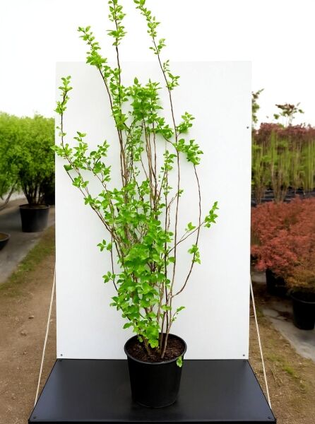 Philadelphus 'Minnesota Snowflake' / Garten-Jasmin 'Minnesota Snowflake' 150-175 cm C20, mehrtriebiger Strauch im Topf mit grünem Laub.
