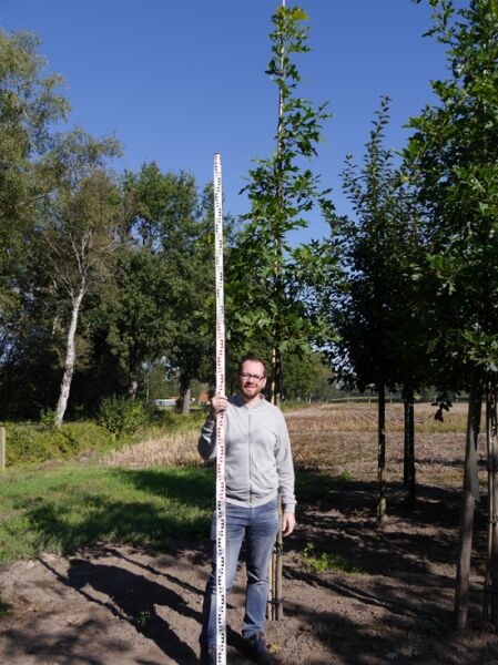 Quercus coccinea (Scharlach-Eiche) Hochstamm 12-14 StU mit Drahtballen, Baum mit Stamm und Krone im Feldbestand