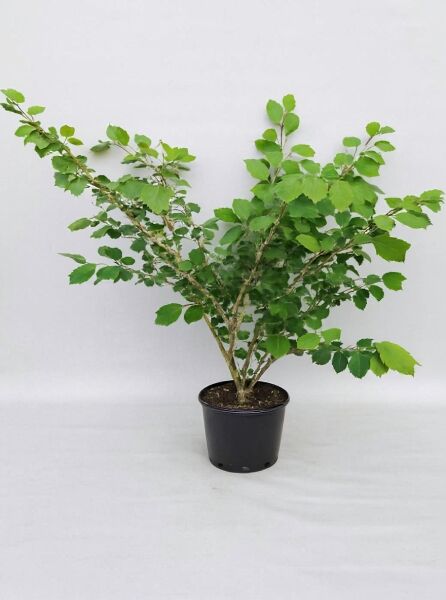 Zaubernuss Hamamelis intermedia 'Orange Beauty', mehrtriebiger Strauch im Topf, 100-125 cm, C20, mit grünem Laub.